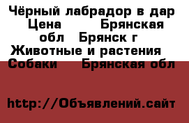 Чёрный лабрадор в дар › Цена ­ 10 - Брянская обл., Брянск г. Животные и растения » Собаки   . Брянская обл.